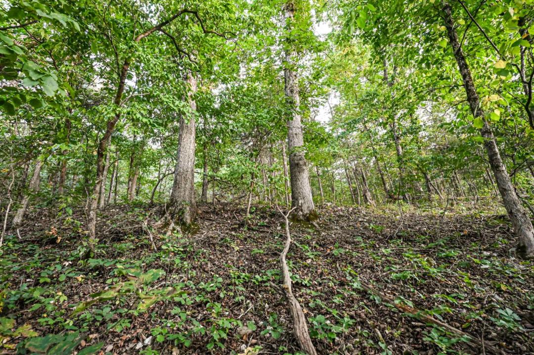 40.00 Acres at 000 Old Copperhead Road