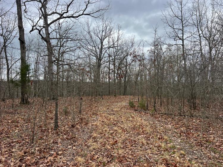 Camden County Missouri 41.59 Acres Great Hunting Tract