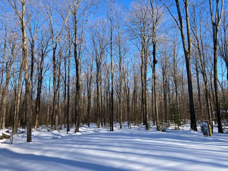 Beautiful Wooded Land Bordering Langlade County Forest