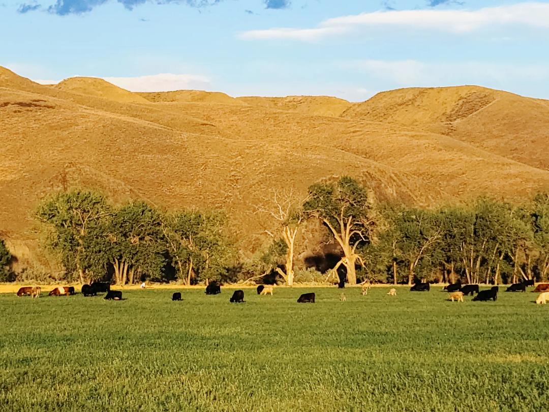 Lazy K-6 Ranch