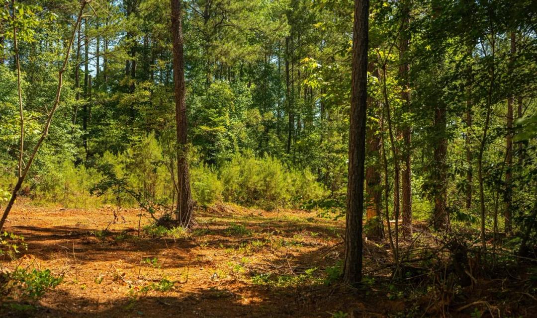 Grey Hill | 33 Acres in Bibb County, AL 