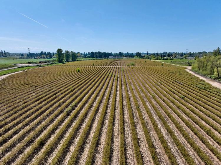 Hazelnut and Blueberry Farm Canby Oregon