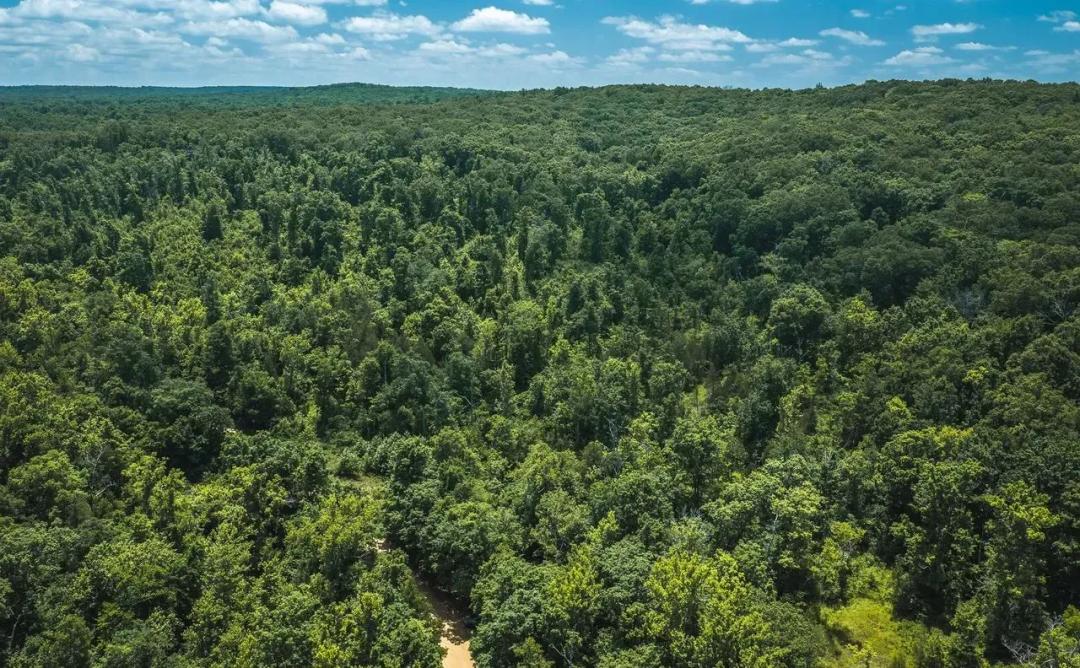 Shoal Creek Woods