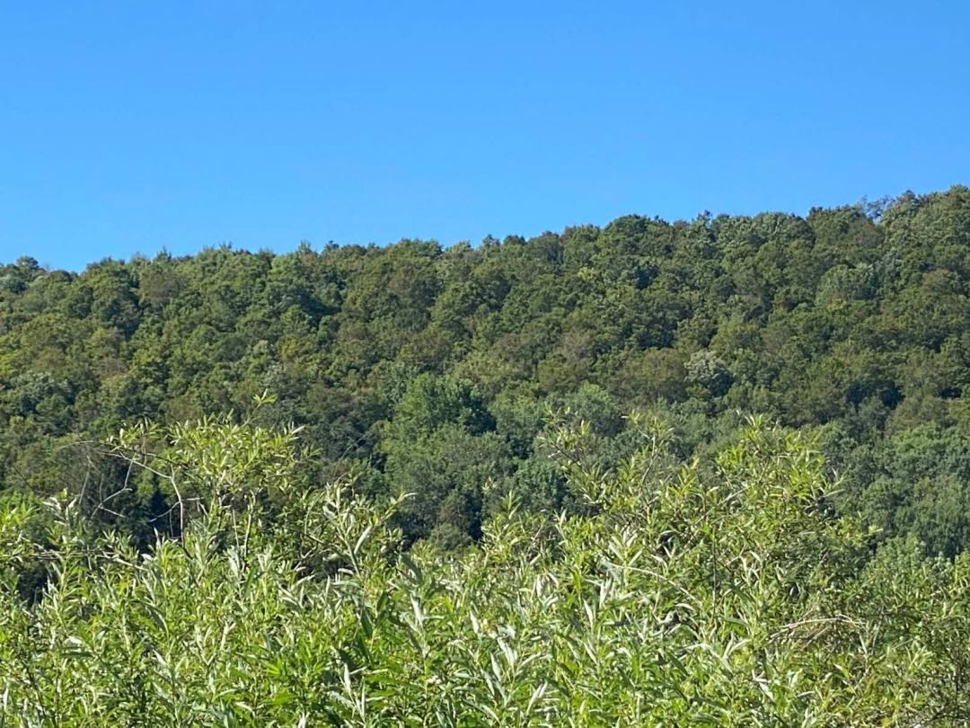 Hillside Land In The Catskills