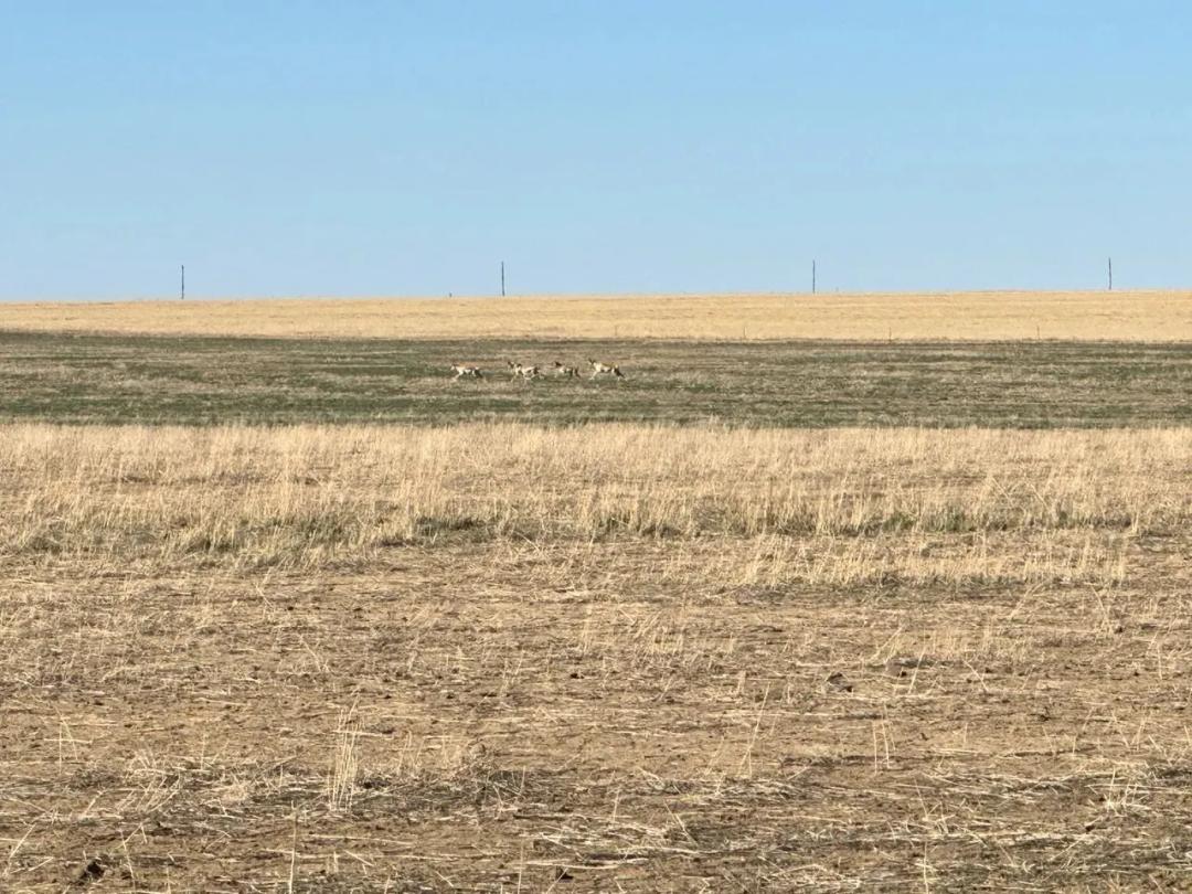 Kiowa County Farmland #26026