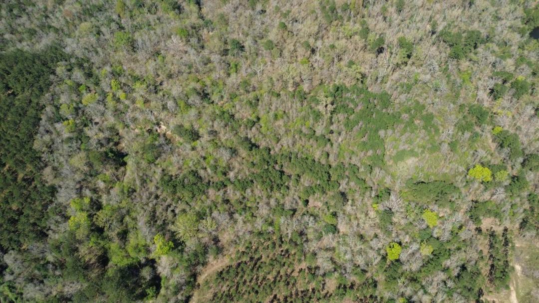 14.00 Acres at Tbd FM 1012