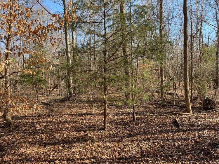 90+/- Acres- Franklin County, Ga
