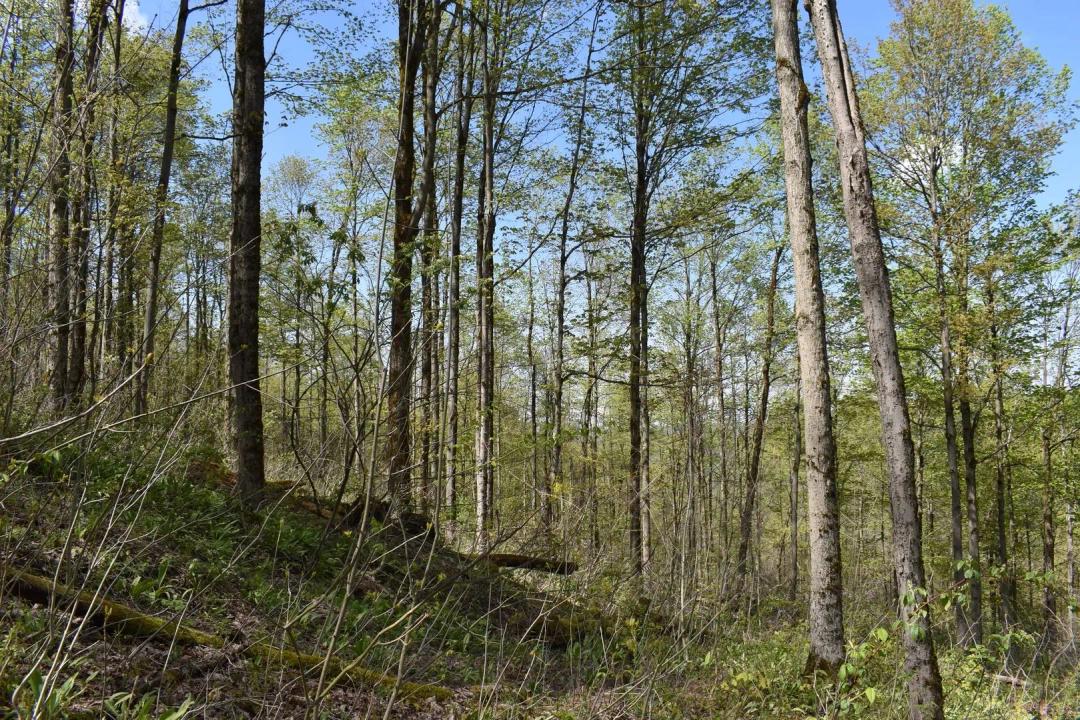 Hillside Hunting