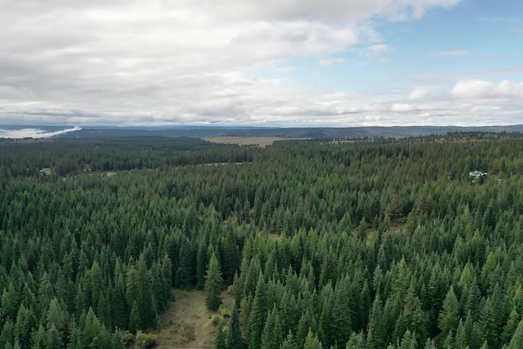 Grouse Flats Timber Tract