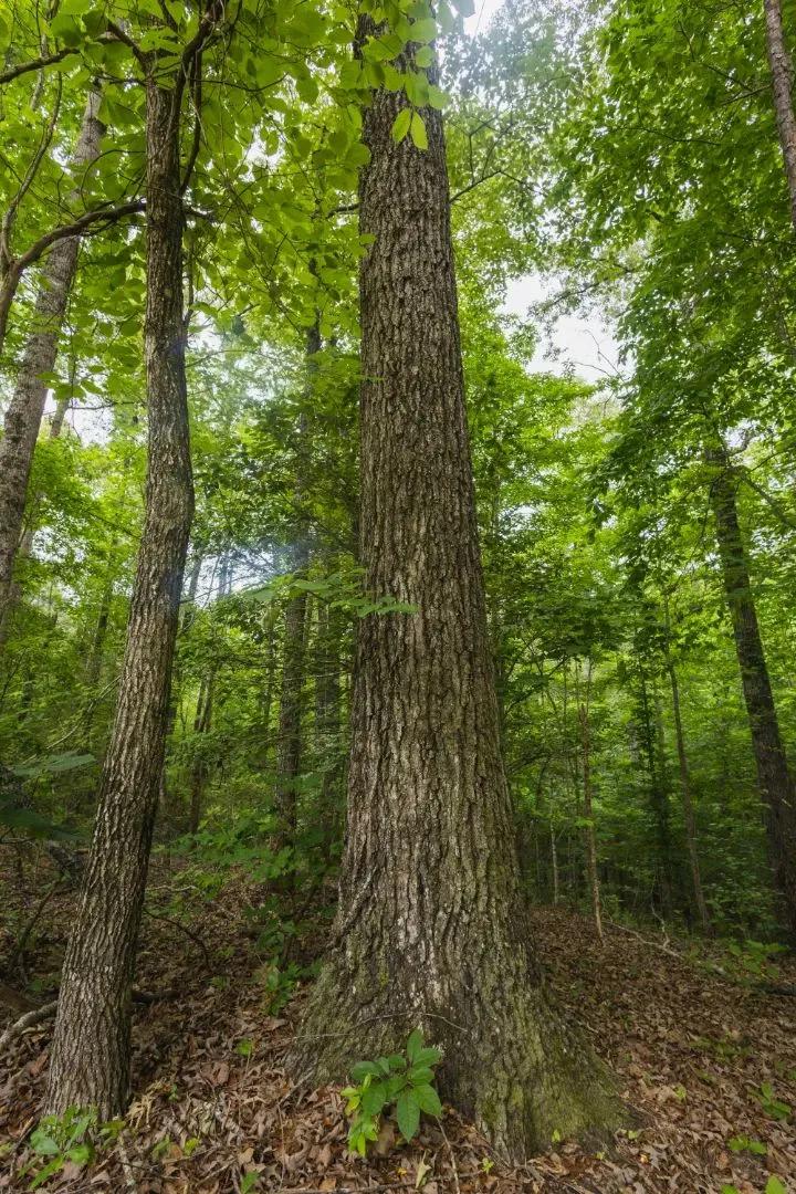 59.61 Acres in Hale County, AL 