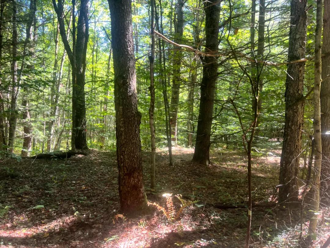 Northern Tier Cabin Site