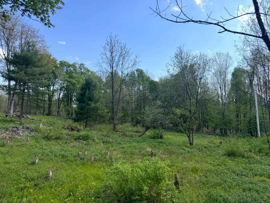 Build-Ready Woodlands with Trail Access