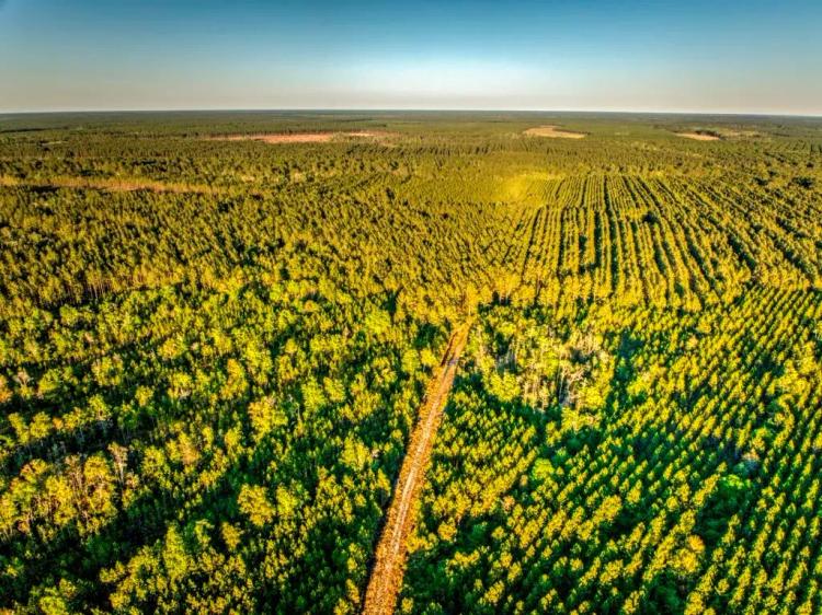 Wayne Timber Tracts