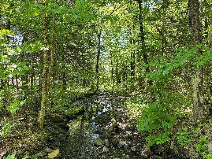Tug Hill Forest on Broad Brook