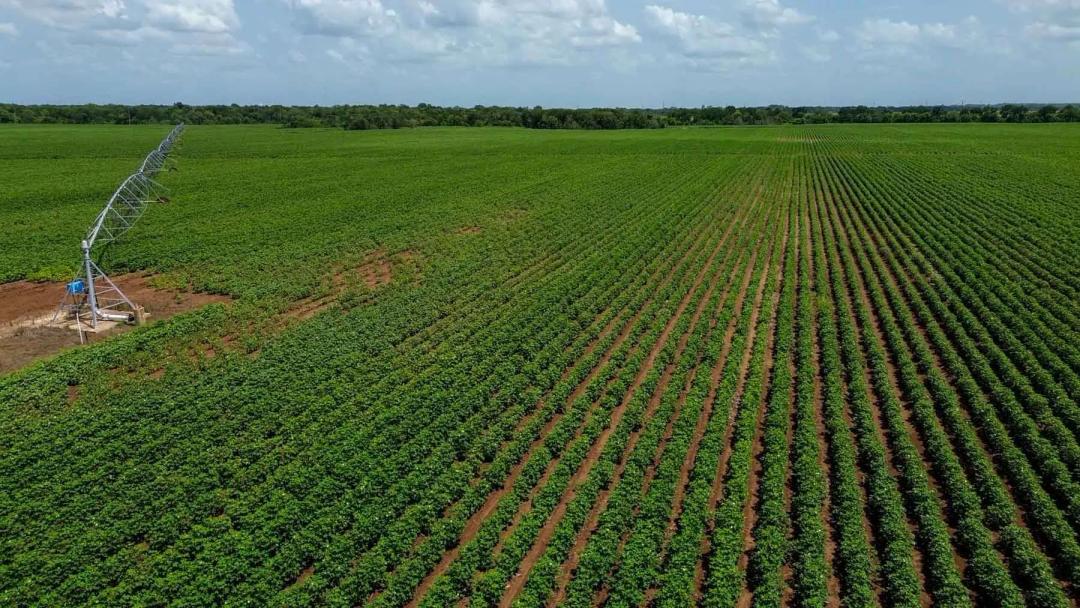 Sims Lane Irrigated Farm