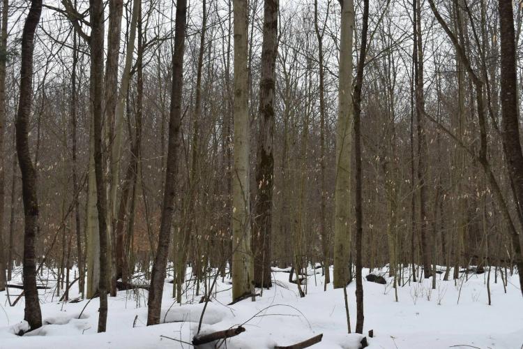 Completely wooded with timber, trails and stream