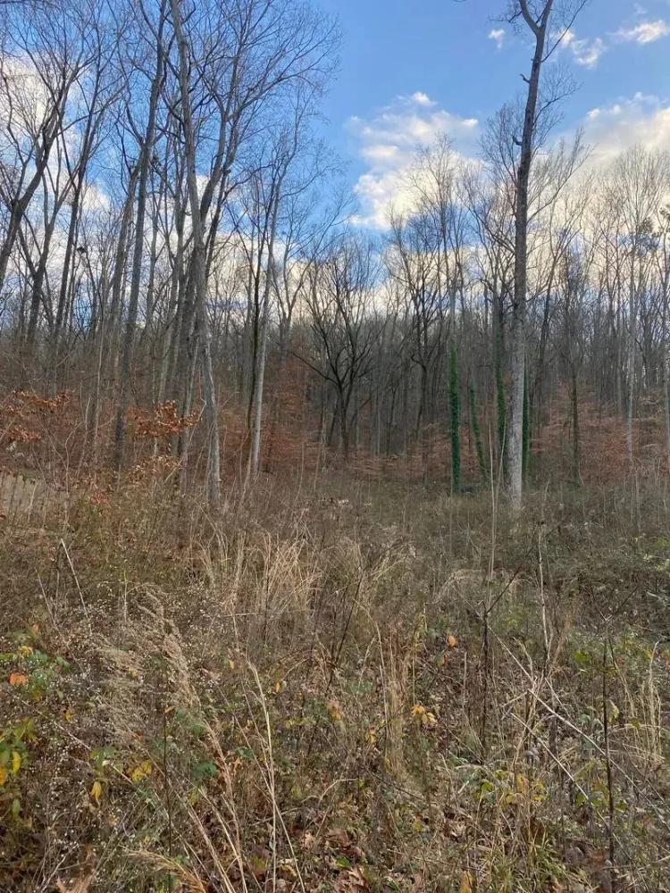 0 Wyeth Drive LakeView Lot +/- 4 Acres