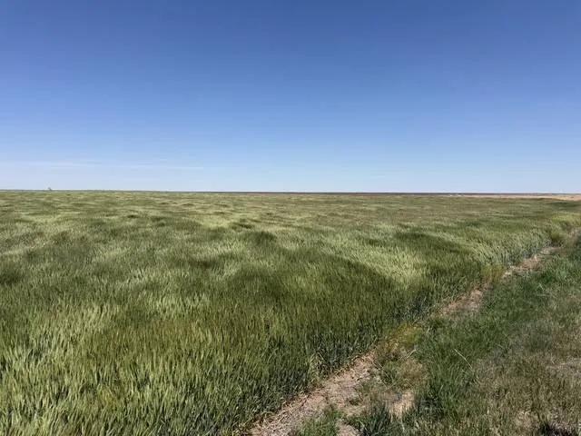 160± ACRES CROPLAND - LANE COUNTY, KS