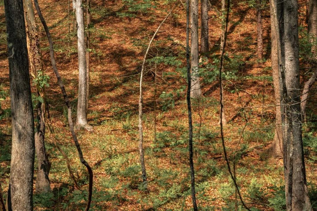 37.9 Acres Hancock Mountain Trl