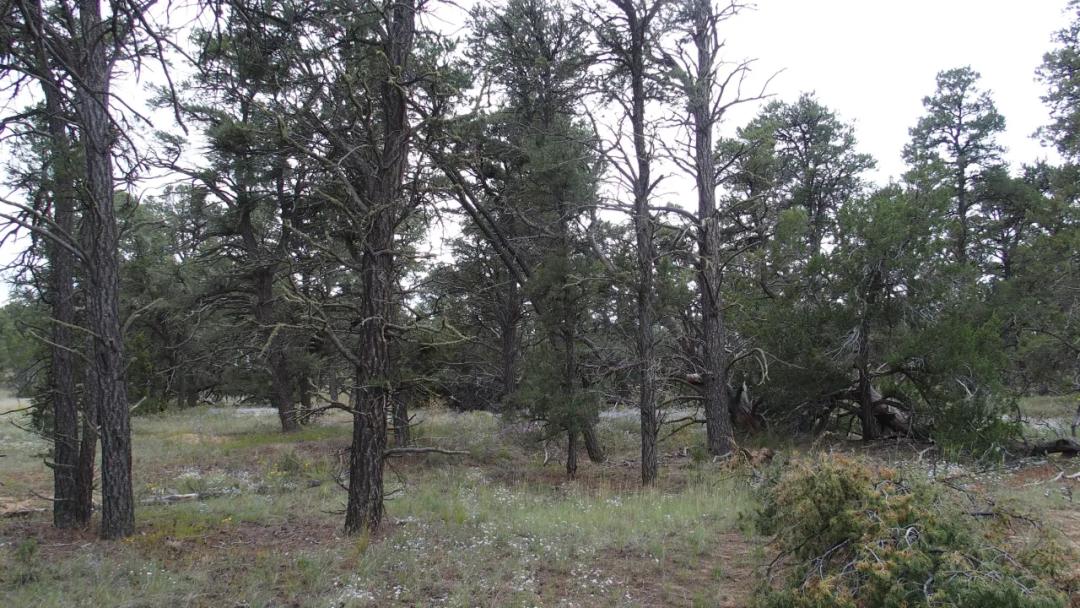 5+ acres near Pine Hill New Mexico with trees.  Quiet!