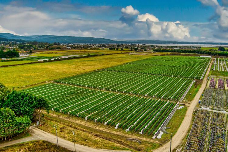 Arcata Greenhouse