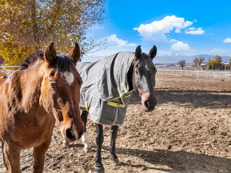 Hobby Horse Farms