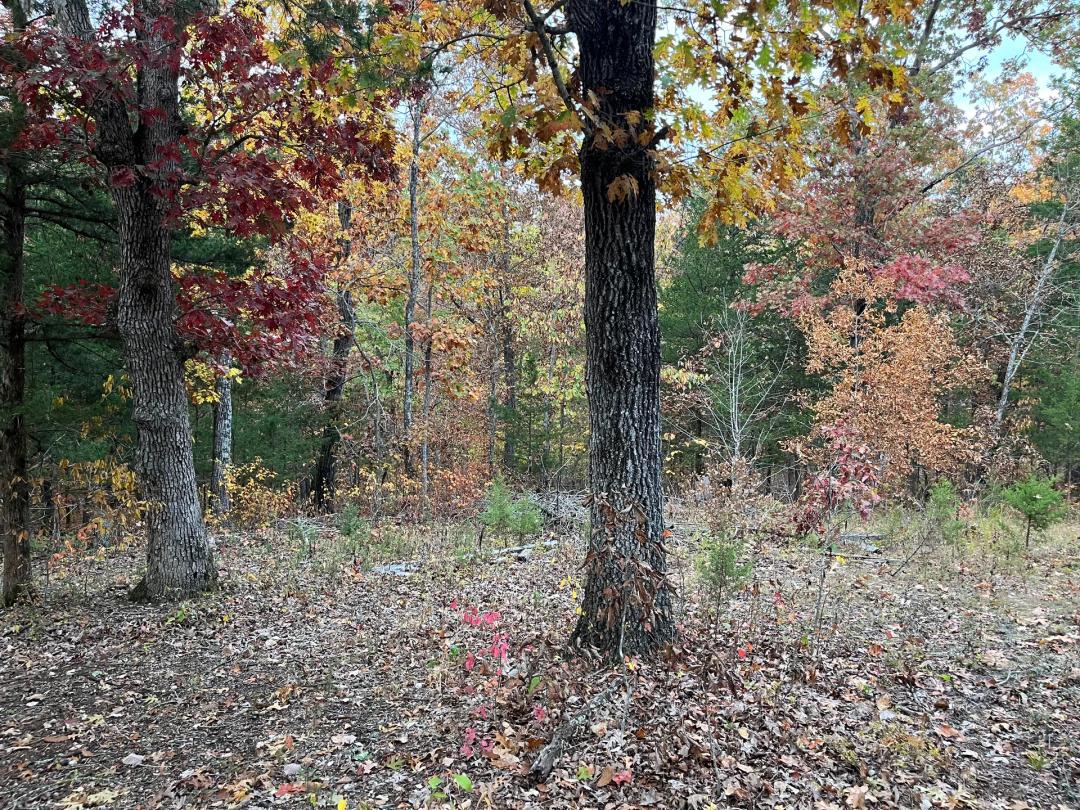 Great 27.23 Acres in Morgan County Close to Lake of the Ozarks
