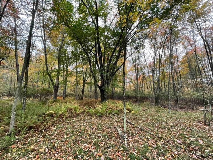 11 acre Building Lot and Recreational Land in Bethel NY Mount Hope Road