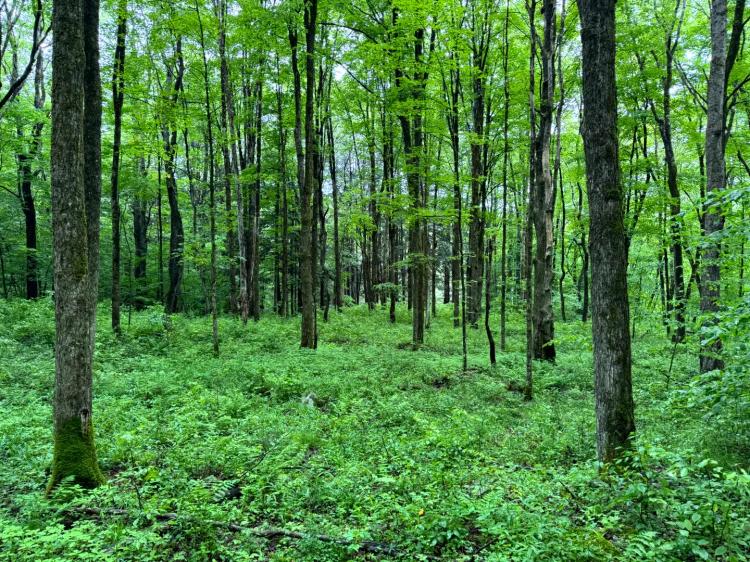 Adjoins Five Streams State Forest