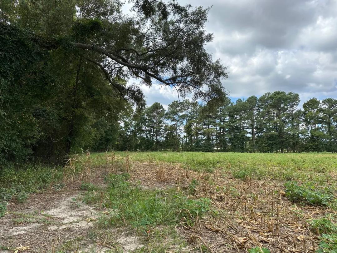 15.18 Acres at  Hwy 301