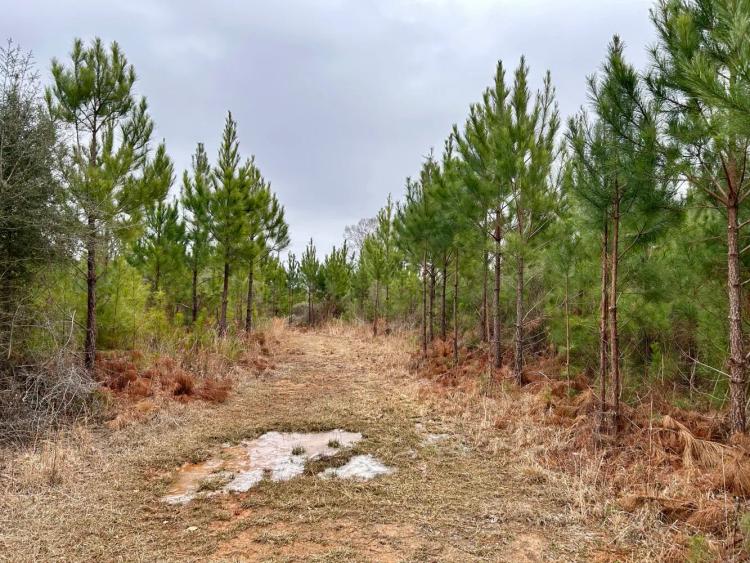 40.00 Acres at 0 Shiloh Rd