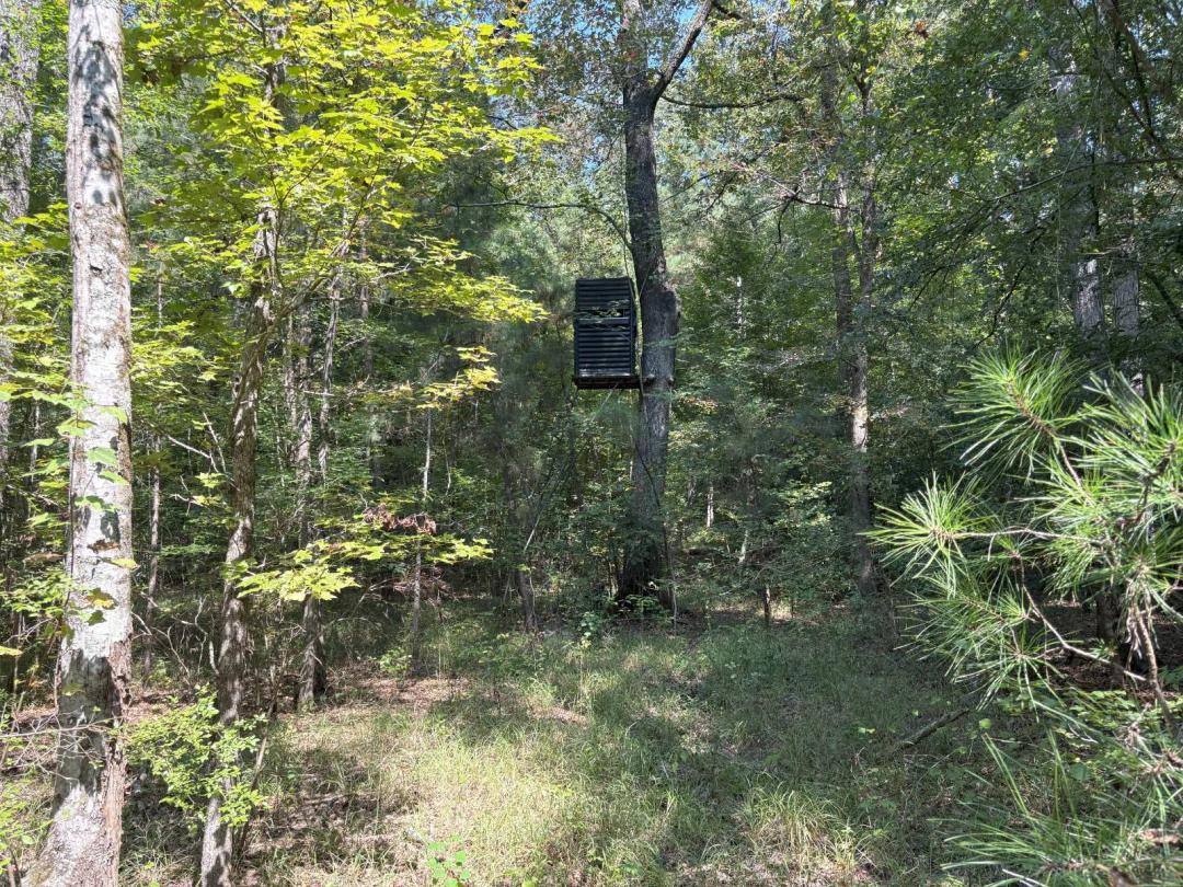 Just in time for Hunting Season - 30 acres+/- Union county, AR
