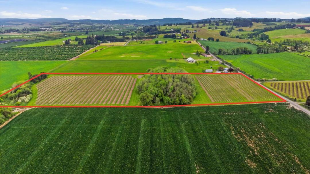 The Owl Ranch Vineyard - Carlton Oregon