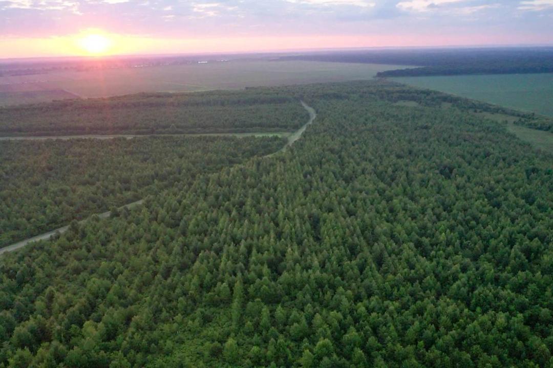 315+/- acres of Roseland Plantation