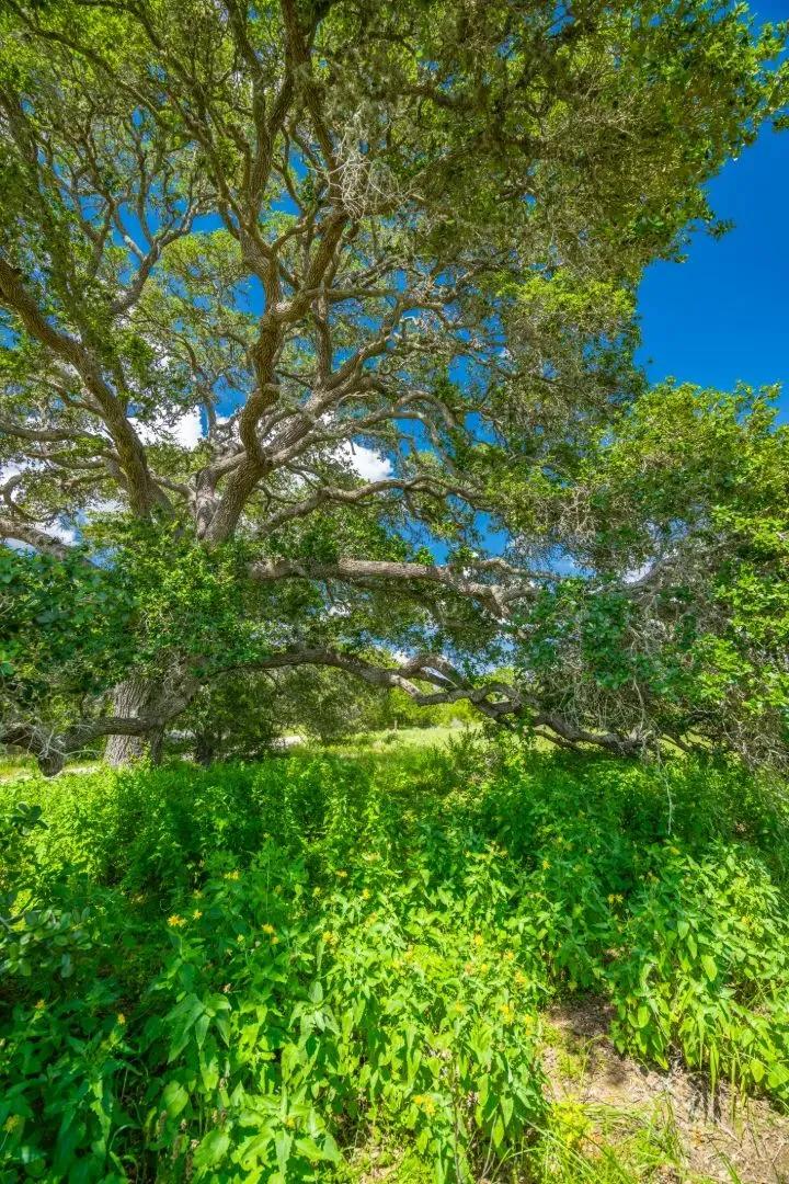 Sandy Oaks Ranch
