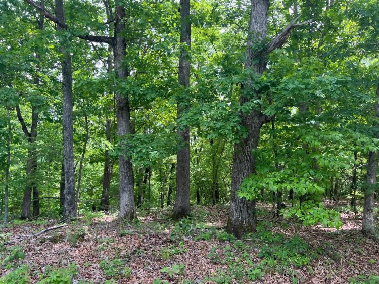 11.25 Acres Close to Lake of the Ozarks