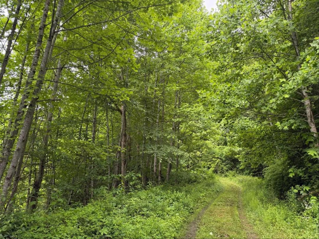68.76 Acres at  Osborne Mountain Rd