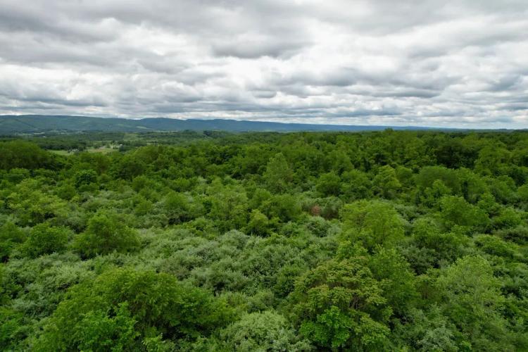 Smiley Rd., Fayette County - 255 +/- acres