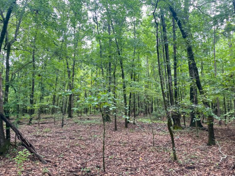 20+/- Acres in Lee County