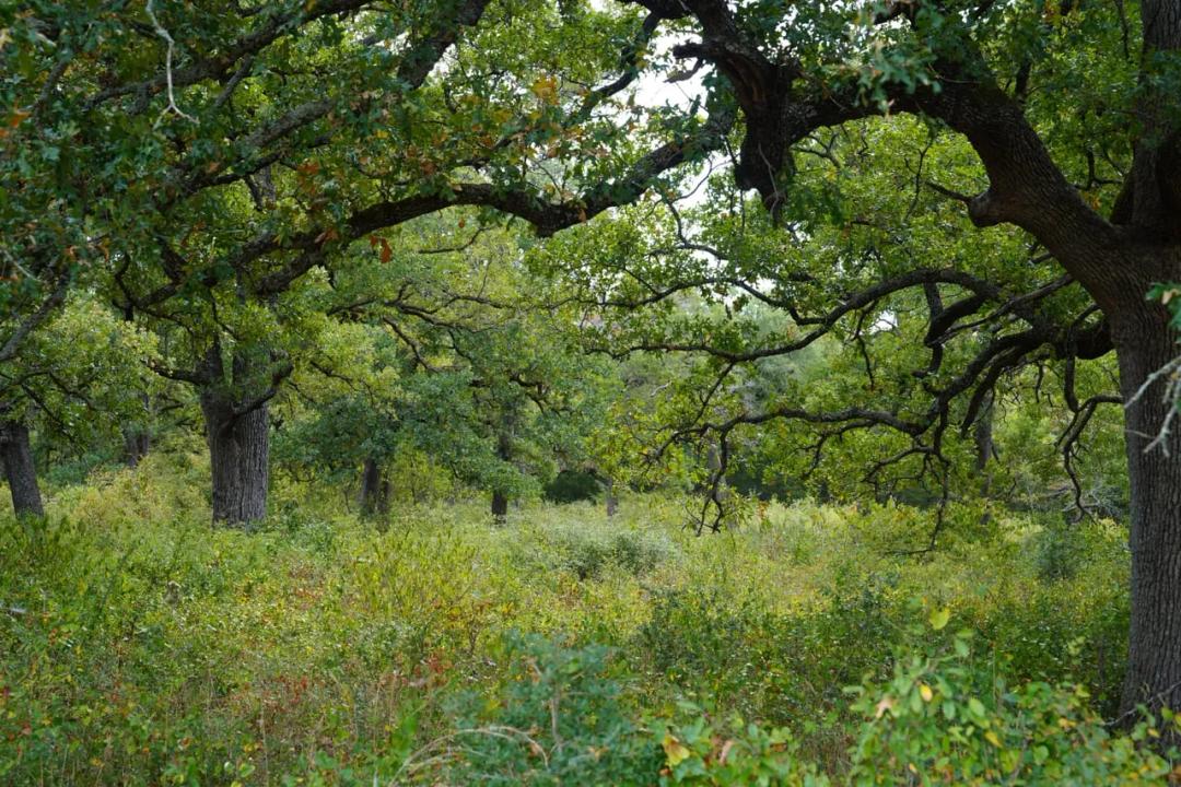 Groesbeck, TX 127.53 AC