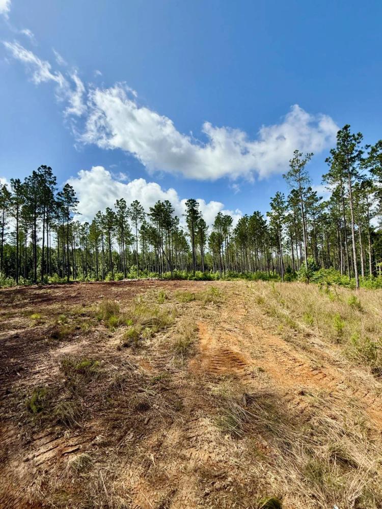 Nanih Waiya Pine Plantation with Homesite Potential