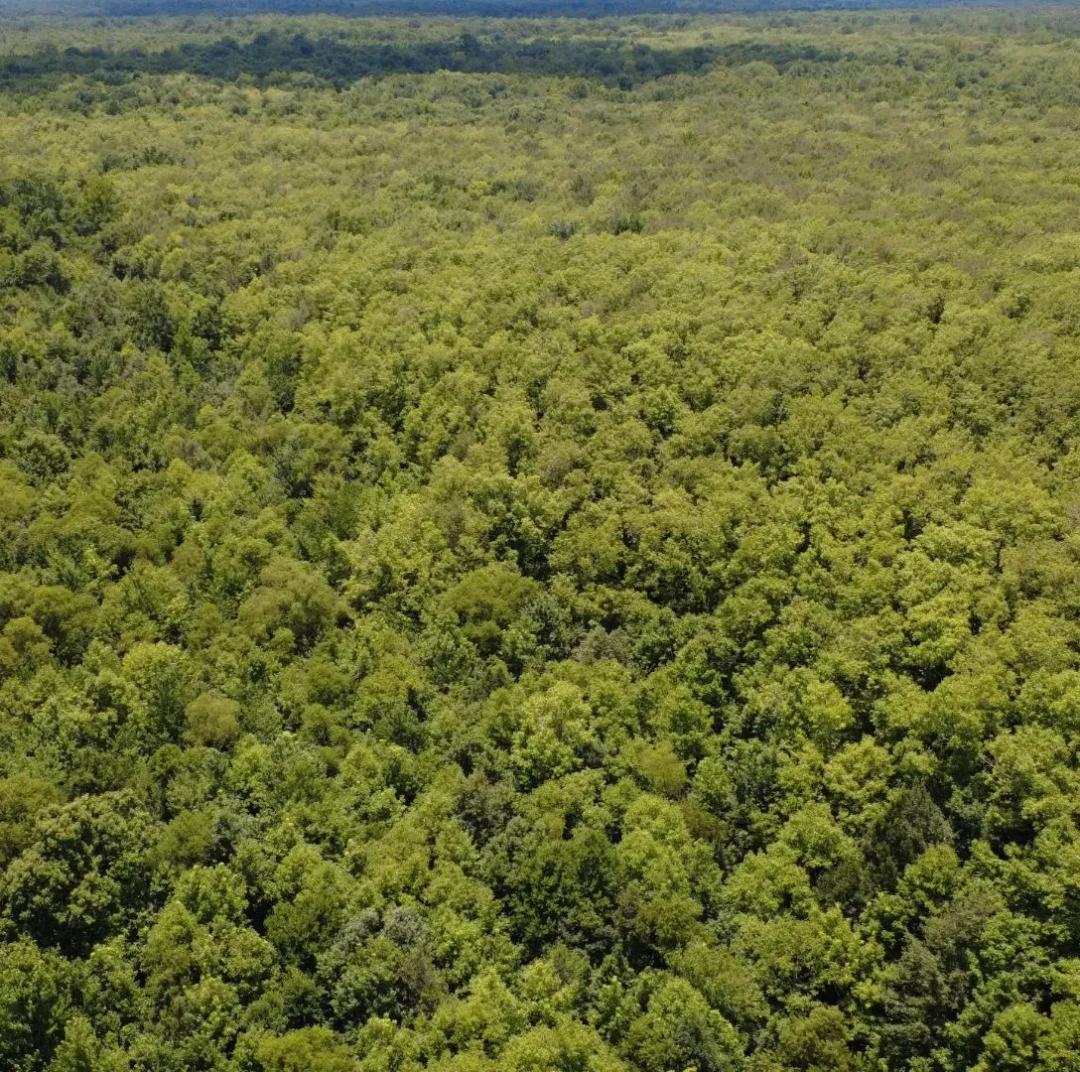 40 Acres in Kemper County in Preston, MS