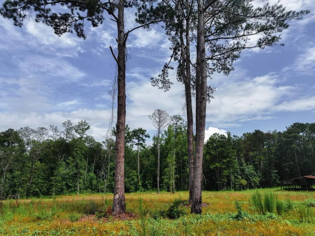 4.5 acres of secluded meadows minutes from Auburn (lot 13)