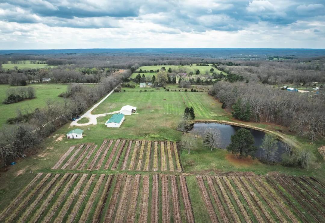 Ozark Berry Farm- U-Pick Blueberries in Leasburg MO