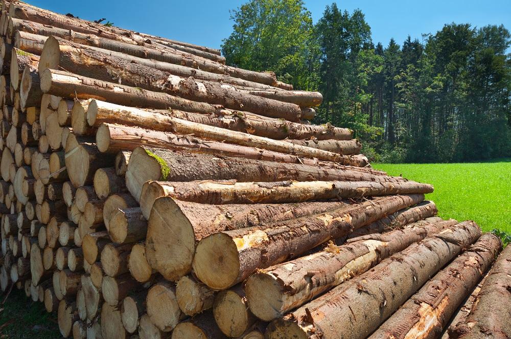 how marketable timber can help you sell land