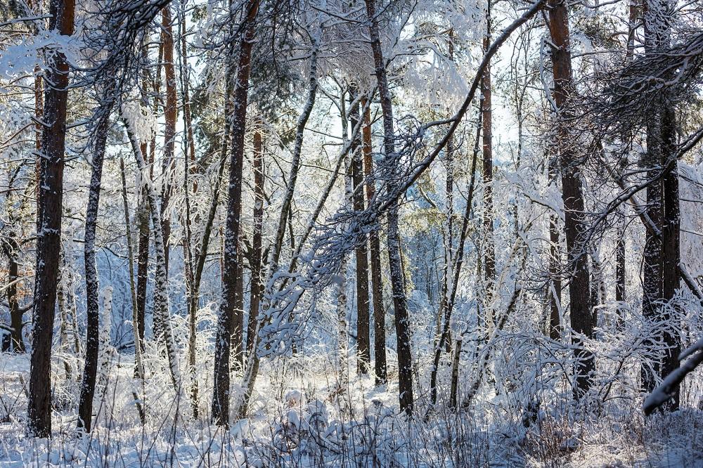5 benefits of clearing land in winter