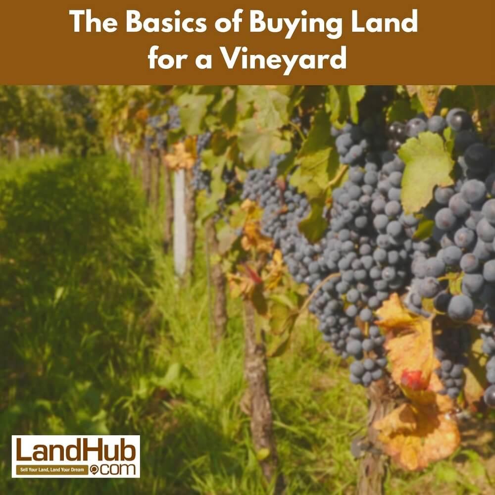 the basics of buying land for a vineyard