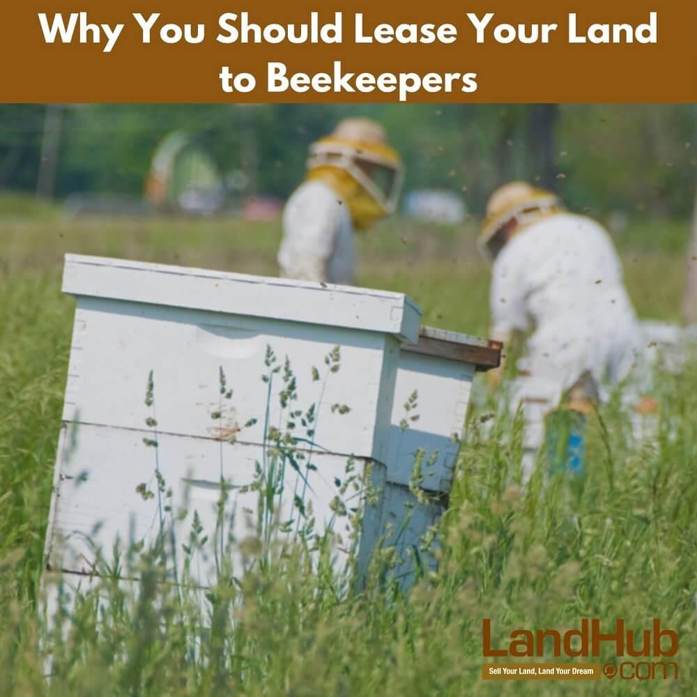 why you should lease your land to beekeepers