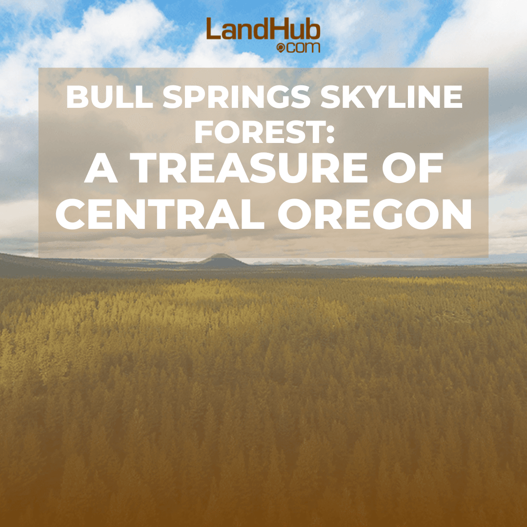 bull springs skyline forest: a treasure of central oregon