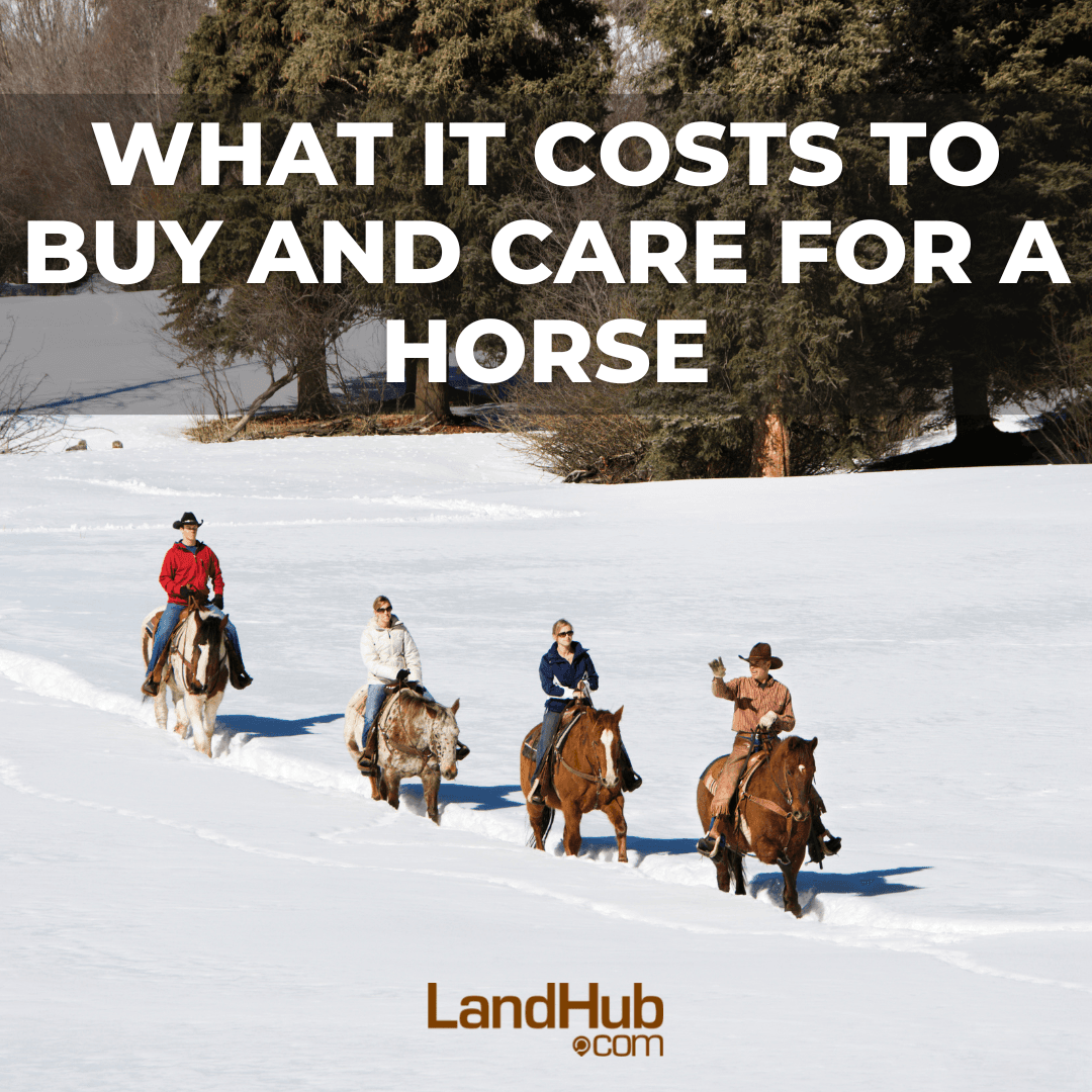 what it costs to buy and care for a horse